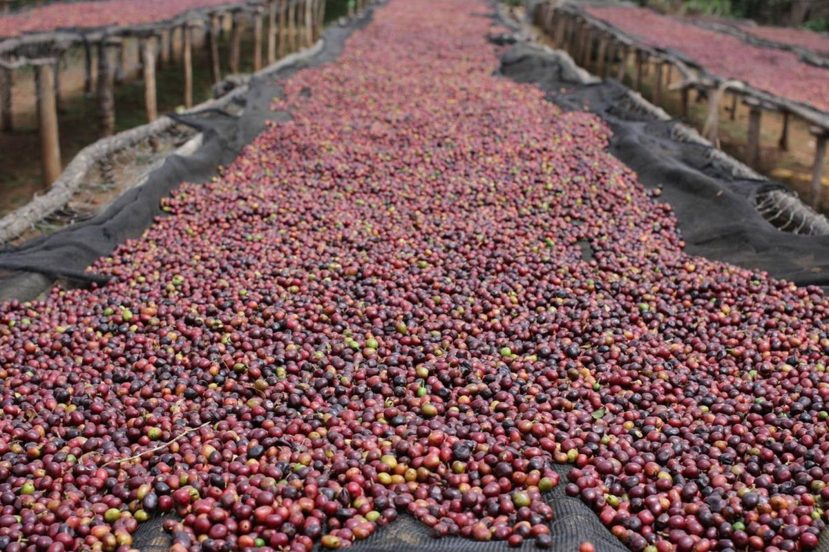 Sidamo Coffee: The Specialty Coffee Evangelist